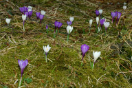 Crocus dans un sous-bois du Haut-Jura