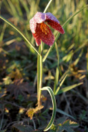 Fritillaire pintade