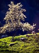 Moutons dans la reculée de Beaume