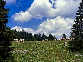 Paturage du Haut-Jura